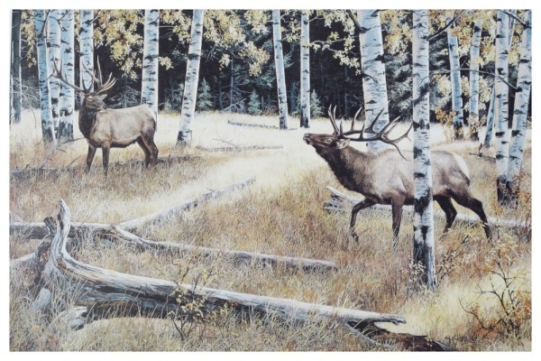 Rocky Mountain Elk Art Print by Andrew Kiss | BCWF