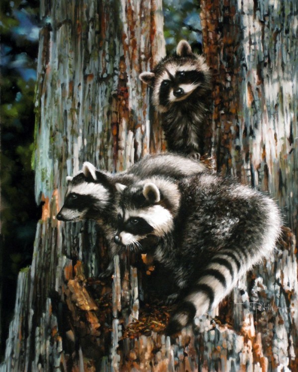 Masked Musketeers Art Print by Dianna Ponting. Winner, 2013 BCWF Artist of the Year | BCWF