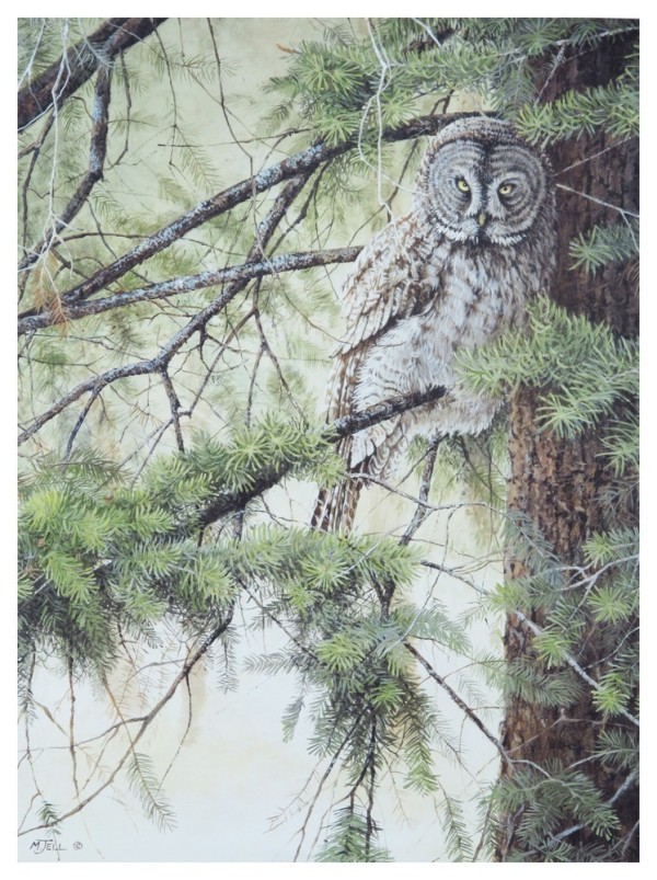 Great Grey Owl Art Print by Michael Jell. Winner, 2012 BCWF Artist of the Year | BCWF